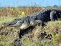 American Alligator