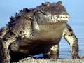 American Alligator