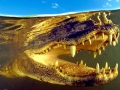 American Alligator