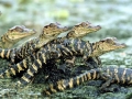 American Alligator
