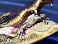 American Alligator