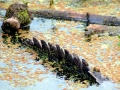 American Alligator