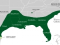 American Alligator