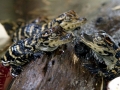 American Alligator