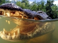 American Alligator