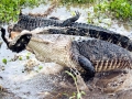 American Alligator