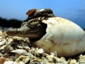 American Alligator