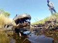 American Alligator