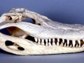 American Alligator