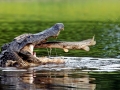 American Alligator