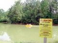 American Alligator