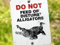 American Alligator