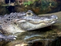 American Alligator