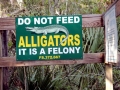 American Alligator