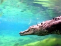 American Alligator