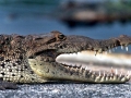American Crocodile