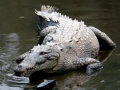 American Crocodile