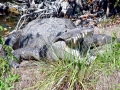 American Crocodile