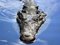 American Crocodile