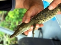 American Crocodile
