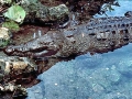 American Crocodile