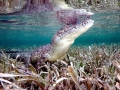 American Crocodile