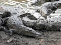 American Crocodile