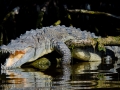 American Crocodile