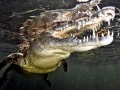 American Crocodile