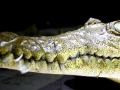 American Crocodile