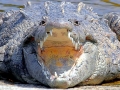 American Crocodile