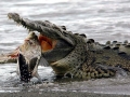 American Crocodile