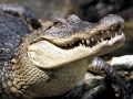 American Crocodile