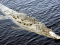American Crocodile
