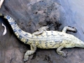 American Crocodile