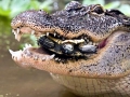American Crocodile