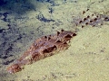 American Crocodile