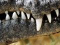 American Crocodile
