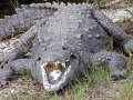 American Crocodile