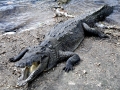 American Crocodile