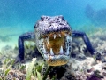 American Crocodile