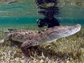 American Crocodile
