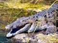 American Crocodile