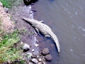 American Crocodile