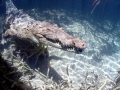 American Crocodile