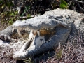 American Crocodile