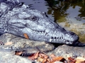 American Crocodile