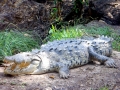 American Crocodile