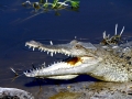American Crocodile