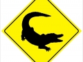 American Crocodile
